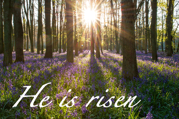 'Bluebells' by Greg Krycinski (Pixabay)